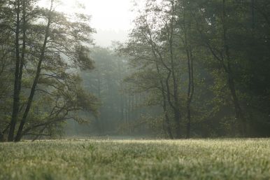 Almeauen bei Büren-Ringelstein | Dirk Kleeschulte